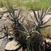 Aloe divaricata - Photo (c) Romer Rabarijaona, some rights reserved (CC BY-NC), uploaded by Romer Rabarijaona