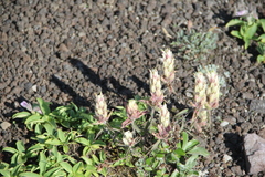 Castilleja pavlovii