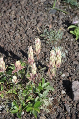 Castilleja pavlovii