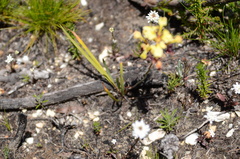 Tritoniopsis parviflora