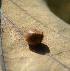 Cynips disticha