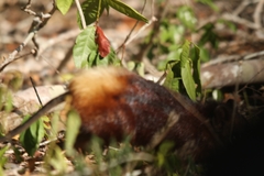 Rhynchocyon chrysopygus