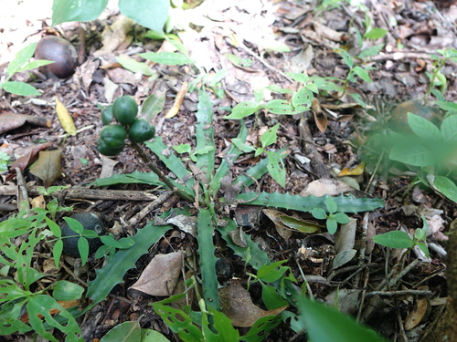 Aloe zombitsiensis image