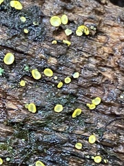 Chlorosplenium chlora