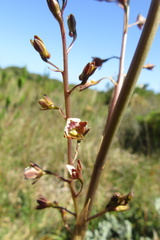 Eulophia bolusii