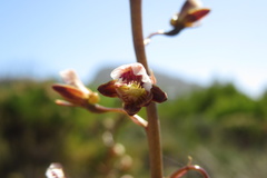 Eulophia bolusii