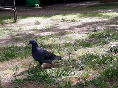 Columba livia domestica