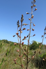 Eulophia bolusii