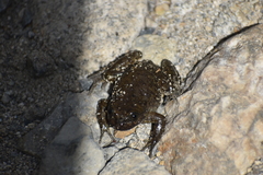 Telmatobius