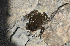 Telmatobius