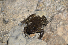 Telmatobius