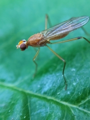 Compsobata