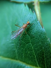 Compsobata