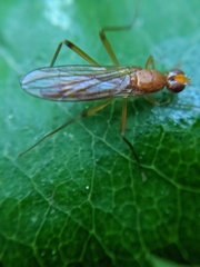 Compsobata