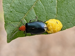 Lema apicalis