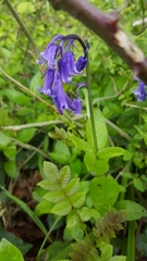 Hyacinthoides non-scripta