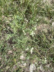 Parthenium confertum