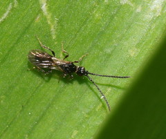 Diapriinae