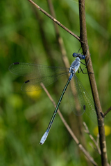 Lestes macrostigma
