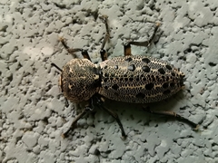 Zopheridae