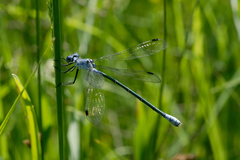 Lestes macrostigma