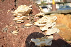 Bondarzewia berkeleyi