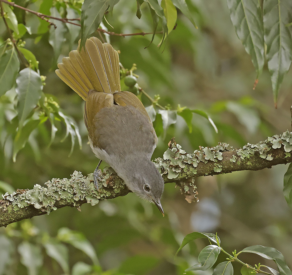 Yellow-streaked Greenbul (Phyllastrephus flavostriatus) photo