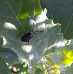 Horciasinus argentinus