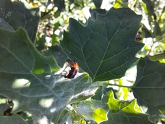 Horciasinus argentinus