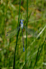 Lestes macrostigma