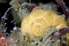 Distaplia occidentalis