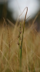 Prasophyllum incorrectum