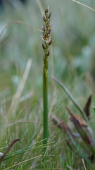 Prasophyllum incorrectum