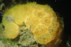 Distaplia occidentalis