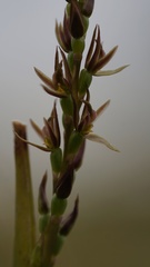 Prasophyllum incorrectum