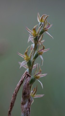 Prasophyllum incorrectum