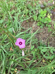 Ipomoea cordatotriloba