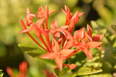 Ixora coccinea