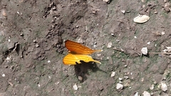 Marpesia harmonia