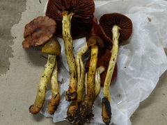 Cortinarius smithii