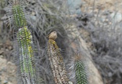 Troglodytes aedon atacamensis