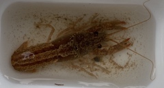 Cambarus latimanus