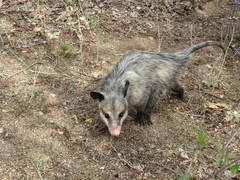 Didelphis virginiana