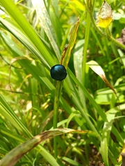 Cyrtonota