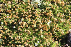 Pseudocherleria macrocarpa