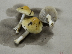 Inocybe mixtilis