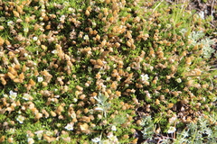 Pseudocherleria macrocarpa