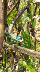 Cyrtonota