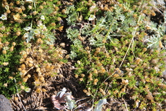 Pseudocherleria macrocarpa