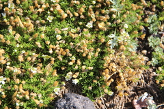 Pseudocherleria macrocarpa